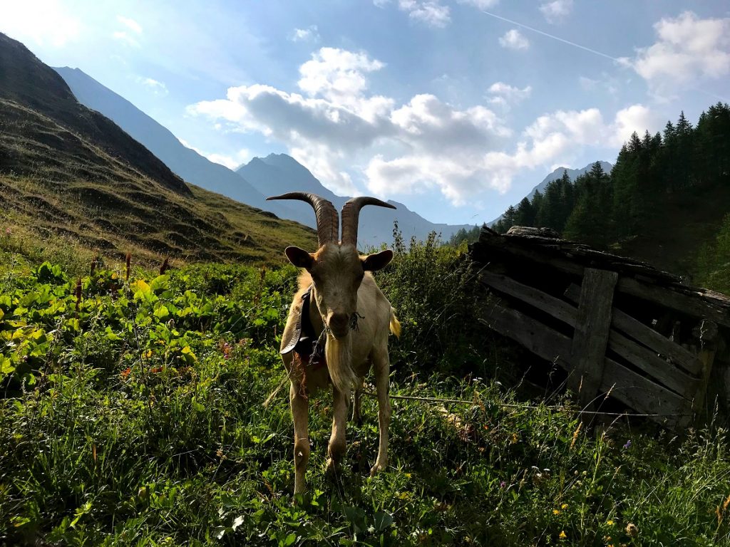 En ged græsser på bjergsiden ved Mont Blanc