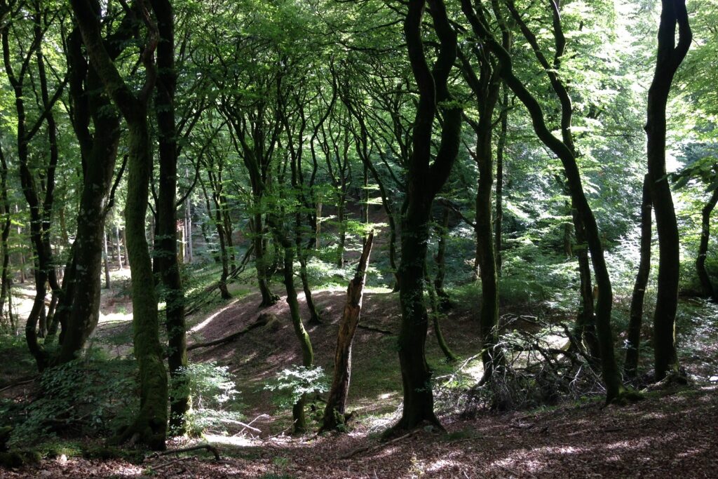 De smukke træer i Rold Skov